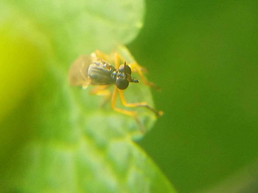 Dioctria