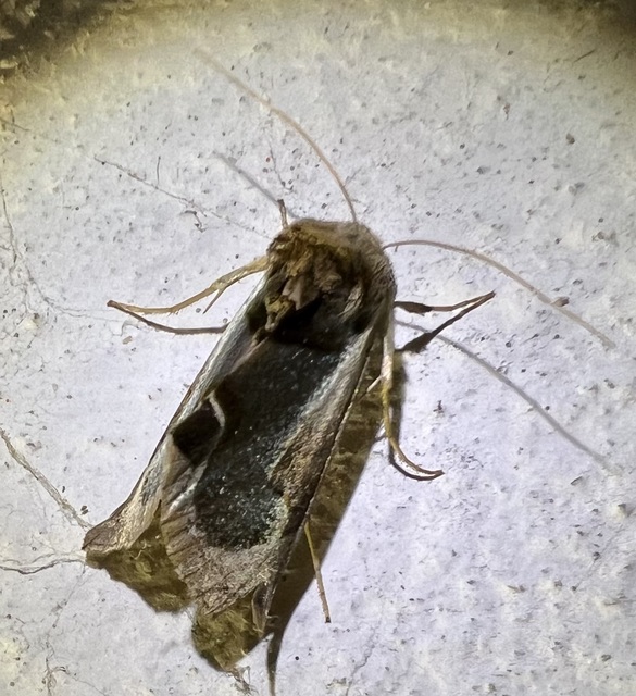 nemes aranybagoly - Diachrysia zosimi