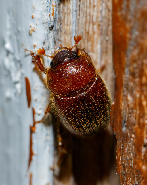 Ochodaeus chrysomeloides - alkonyati homoktúróbogár Ochodaeus chrysomeloides - alkonyati homoktúróbogár