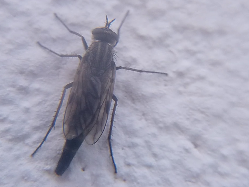 Therevidae - tőröslegyek