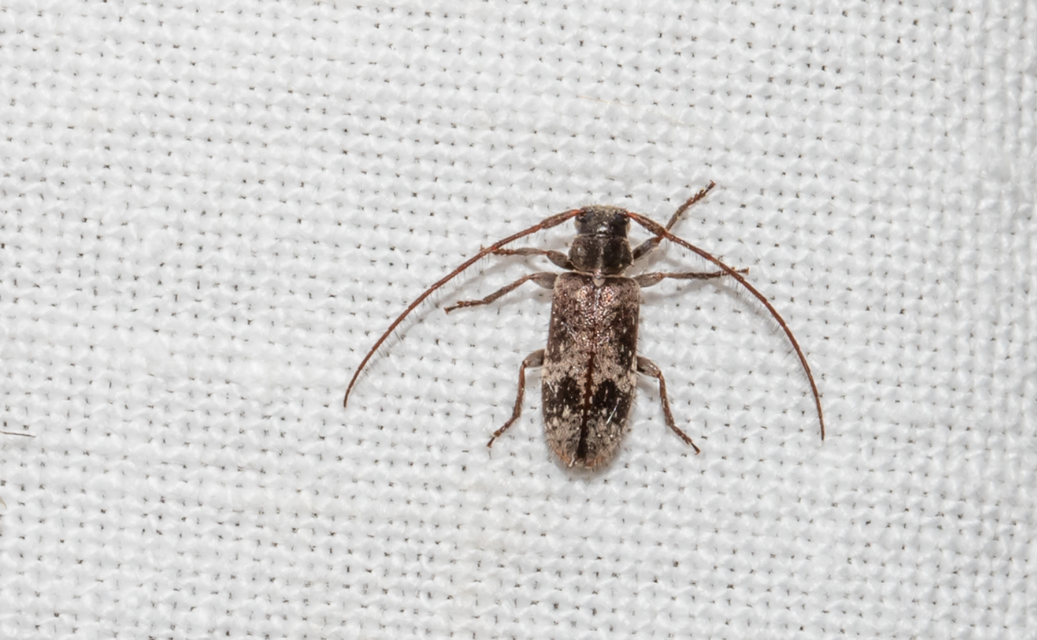 Exocentrus adspersus - tölgyfa-rőzsecincér