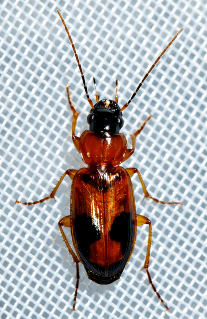 Badister meridionalis - közönséges posványfutonc