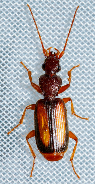 Polistichus connexus - barna sutafutó