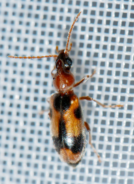 Notoxus monoceros - sárgahasú nyakszarvúbogár