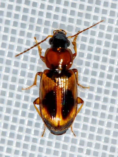 Acupalpus elegans - pompás törpefutonc
