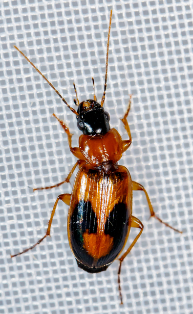 Badister meridionalis - közönséges posványfutonc
