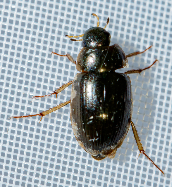 Hydrobius