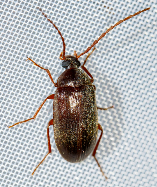 Hymenalia rufipes - rőtlábú alkonybogár