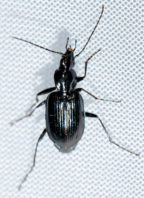 Agonum monachum - sziki kisfutó Agonum monachum - sziki kisfutó