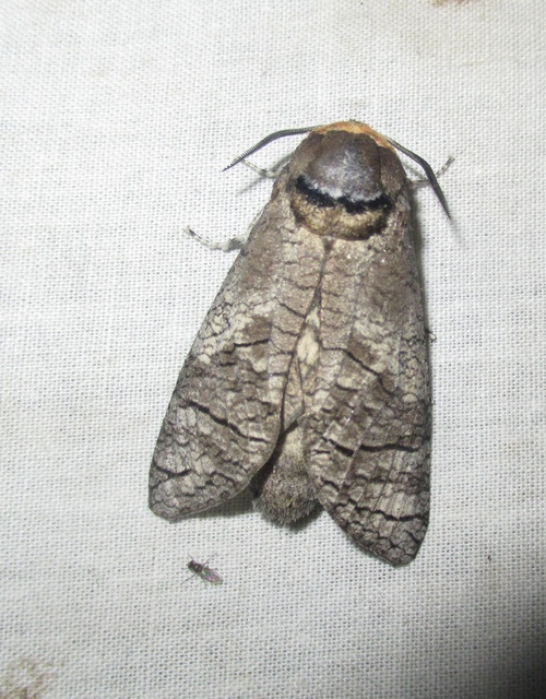 Cossus cossus - fűzfarontólepke