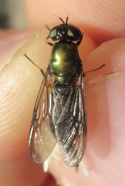 Chloromyia speciosa