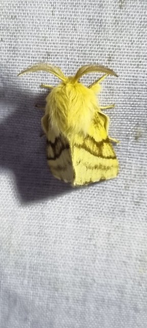 Malacosoma castrensis - kutyatejszövő
