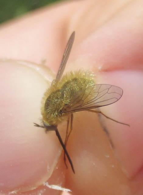 Bombylius fulvescens