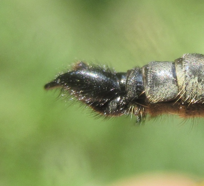 Didysmachus picipes