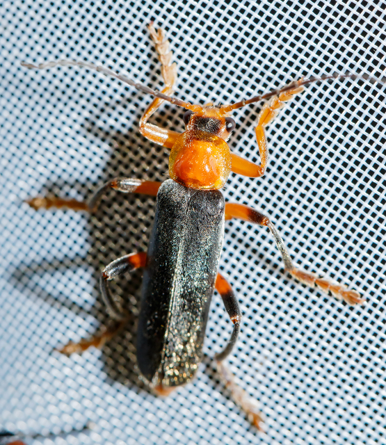 Cantharis livida - mezei lágybogár