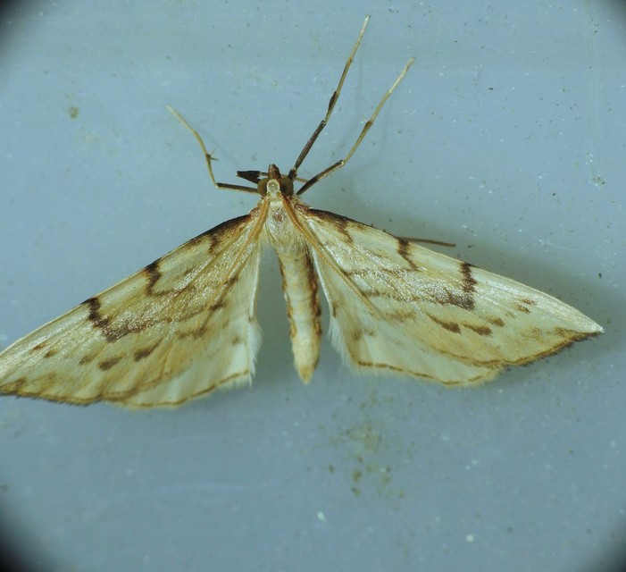 Eulithis pyraliata - sárga galajaraszoló