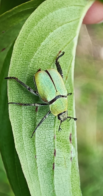 Hoplia argentea - ezüstös virágcserebogár