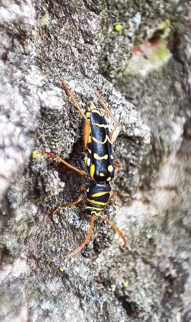 Plagionotus arcuatus - bársonyos darázscincér