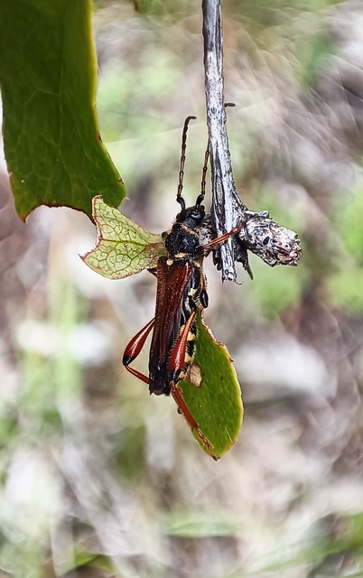 Stenopterus rufus - tarkacsápú keskenyfedőscincér