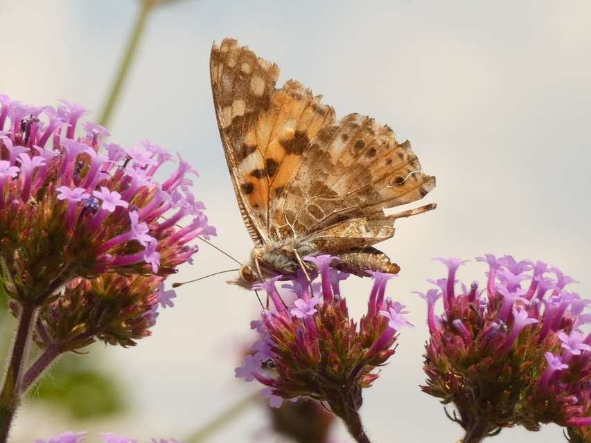Vanessa cardui - bogáncslepke