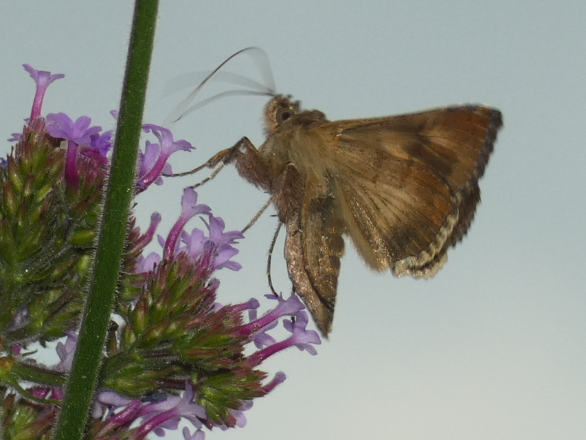 Autographa gamma - gammalepke