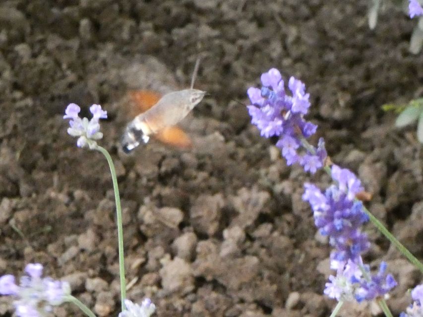 Macroglossum stellatarum - kacsafarkú szender