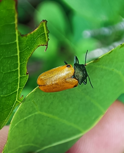 Labidostomis humeralis - kéknyakú zsákbogár