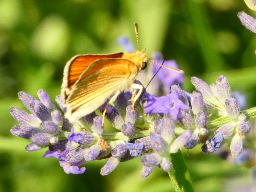 Thymelicus lineola - vonalas busalepke