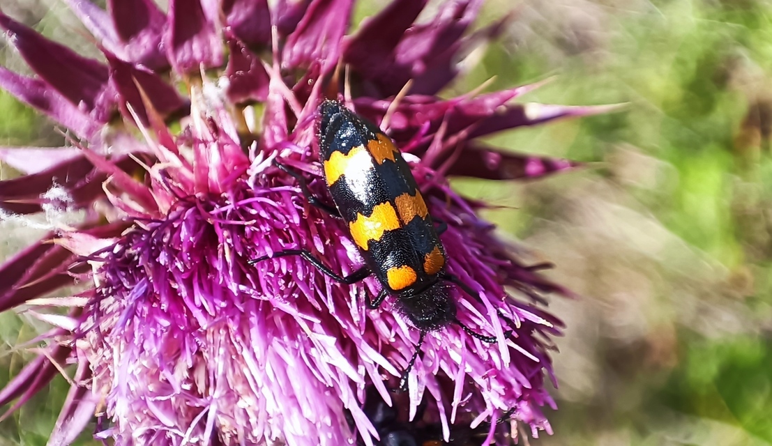 Mylabris variabilis - szalagos hólyaghúzó Mylabris variabilis - szalagos hólyaghúzó