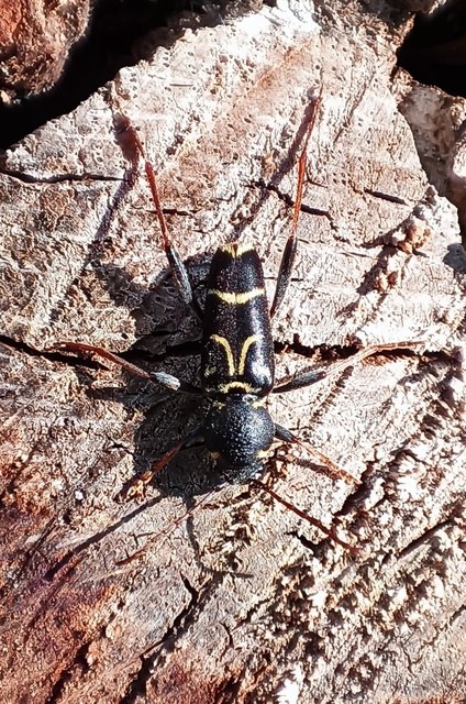 Xylotrechus antilope - fürge darázscincér