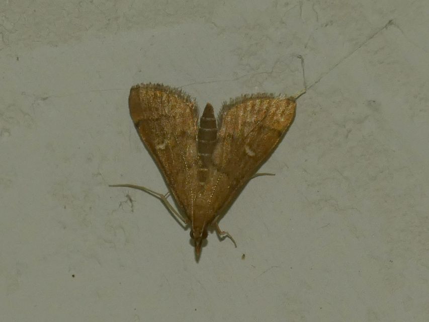 Dolicharthria punctalis - hosszúlábú tűzmoly