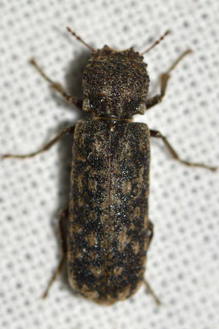 Lichenophanes varius - tarka csuklyásszú