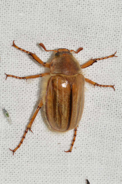 Amphimallon solstitiale - bordás sárgacserebogár