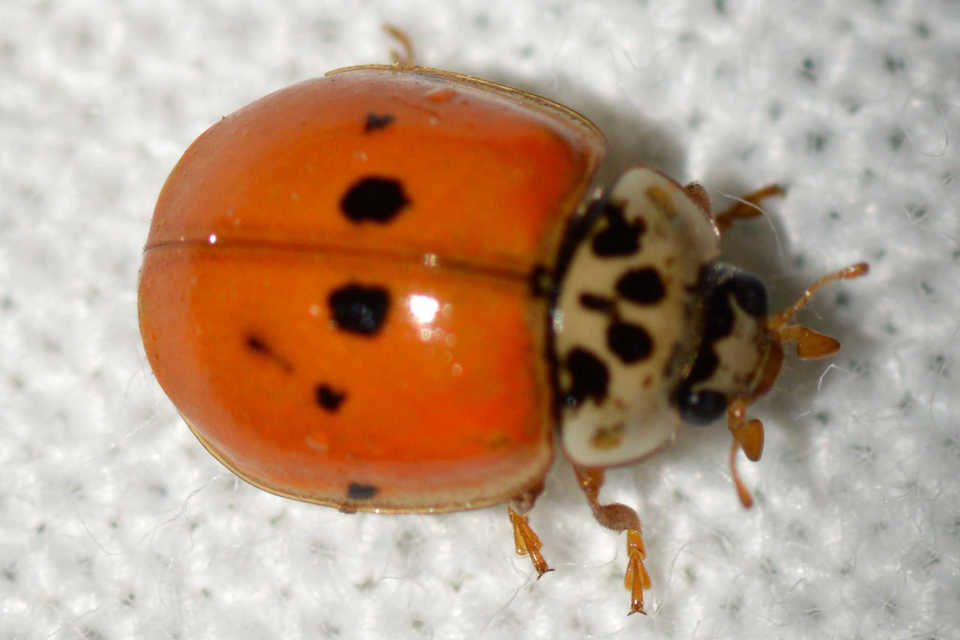 Adalia decempunctata - tízpettyes katica