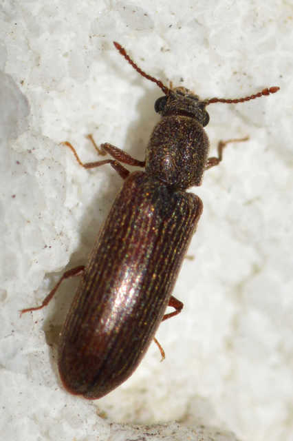 Lyctus