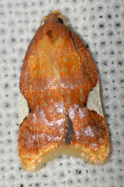 Acleris holmiana - fehérfoltos levélmoly