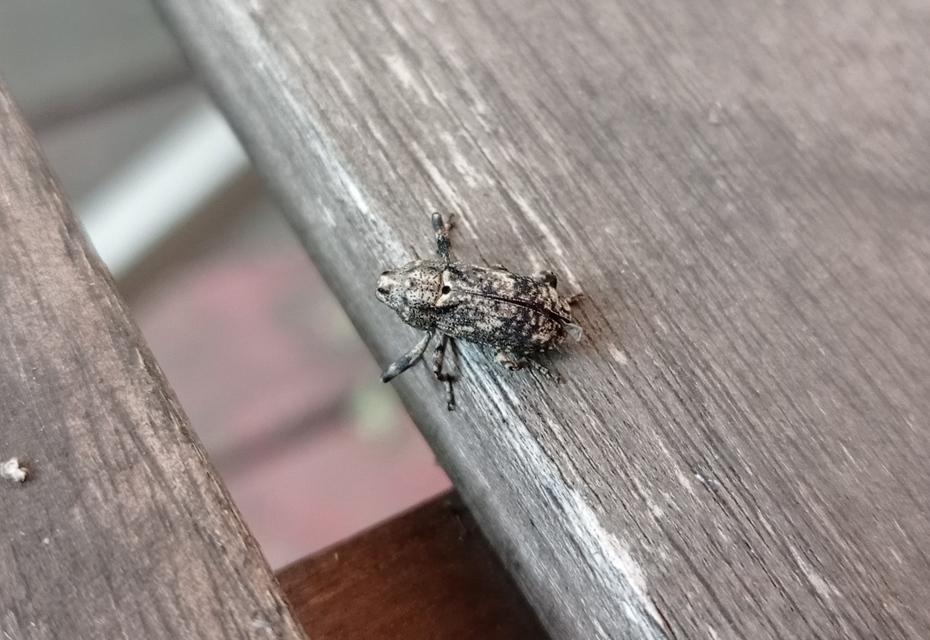 Gasterocercus depressirostris - laposorrú ormányos
