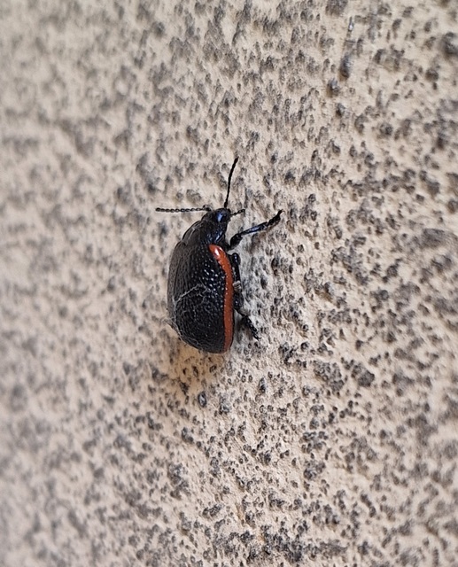 Chrysolina kuesteri - ráncos szegélyeslevelész