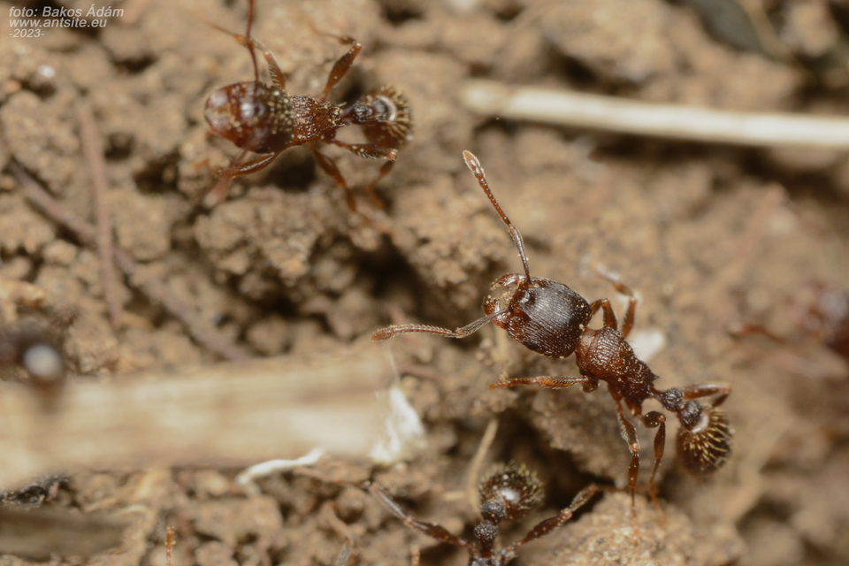 Tetramorium moravicum - morva gyepihangya