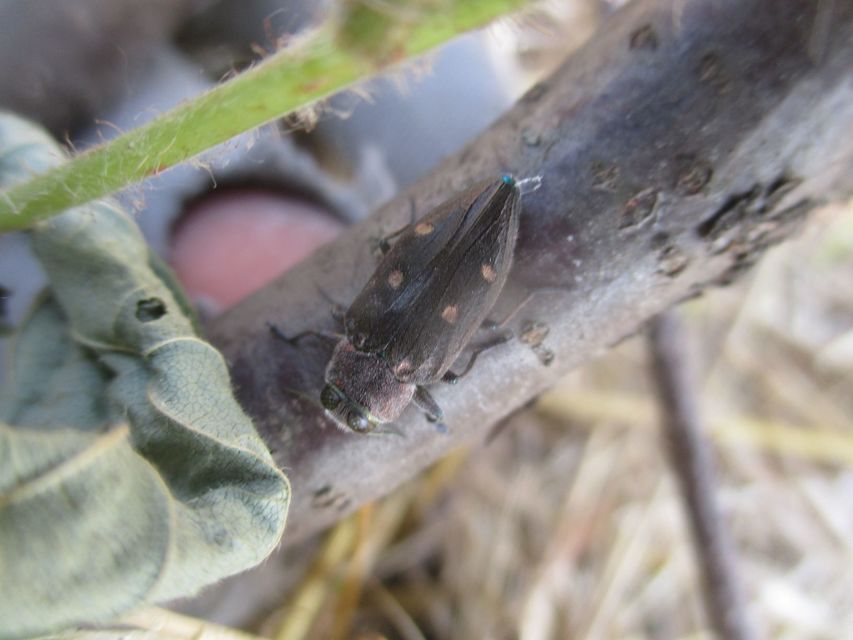 Chrysobothris affinis - aranypettyes díszbogár