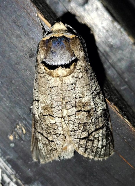 Cossus cossus - fűzfarontólepke