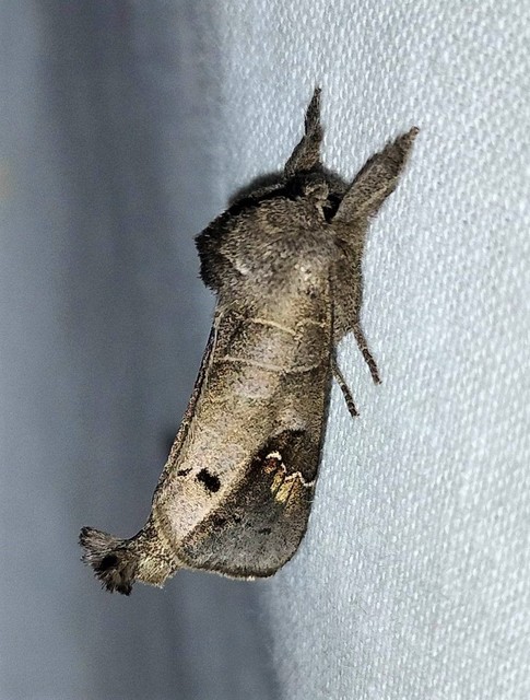 Clostera anachoreta - tarka levélszövő