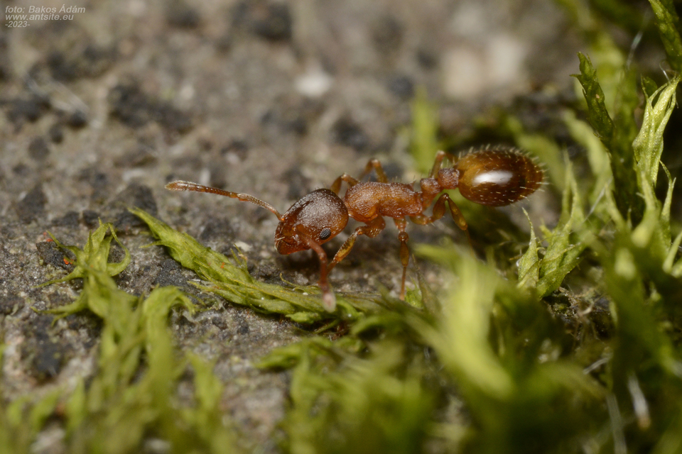 Temnothorax sordidulus - füstös kéreghangya