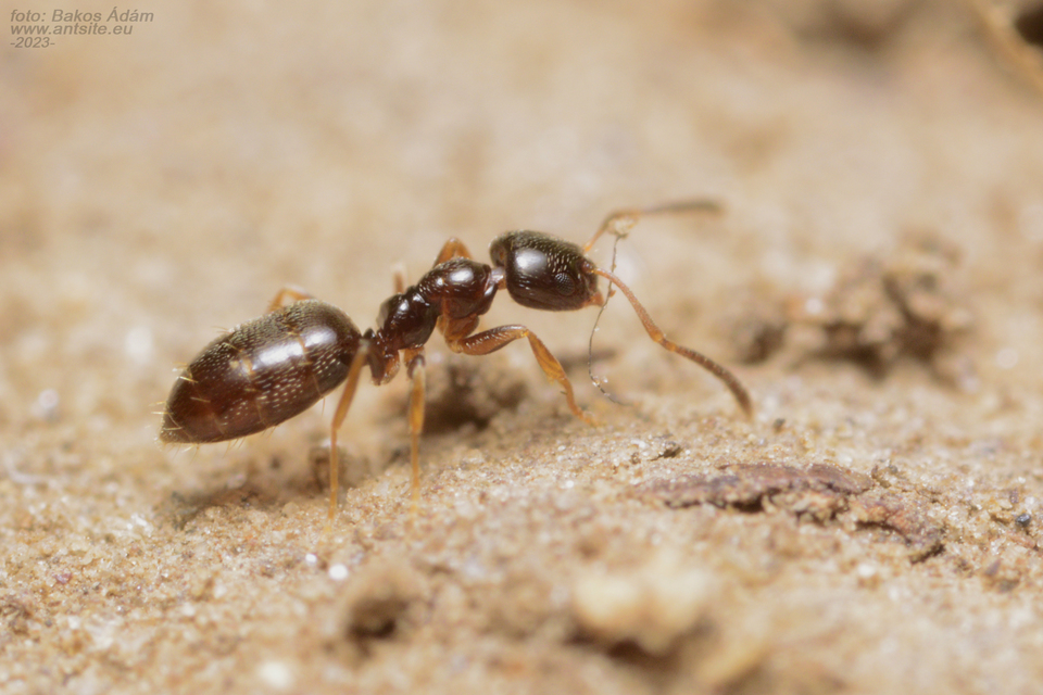 Plagiolepis pygmaea - lapos törpehangya