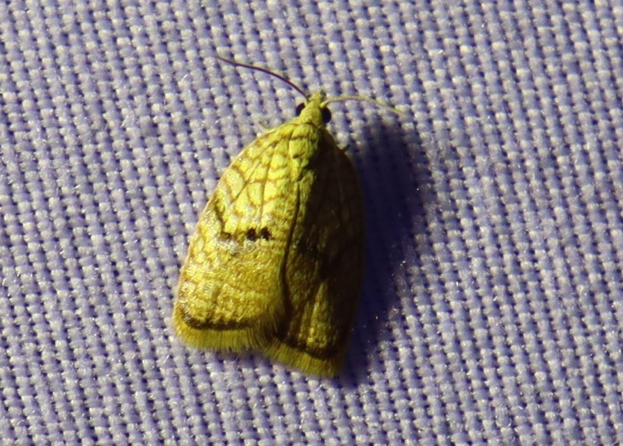 Acleris forsskaleana - juharos levélmoly