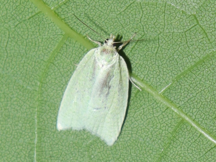 Tortrix viridana - tölgyilonca