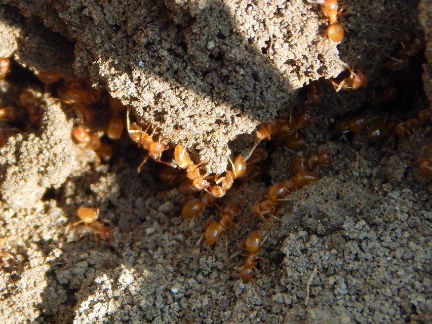 Lasius