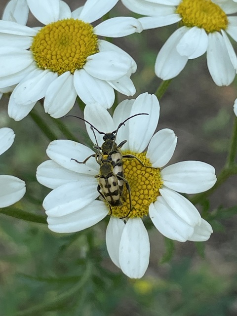 Pachytodes erraticus - rajzos virágcincér