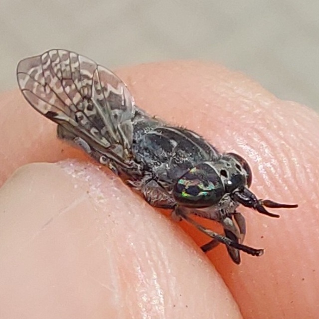Haematopota pluvialis - esőthozó pőcsik