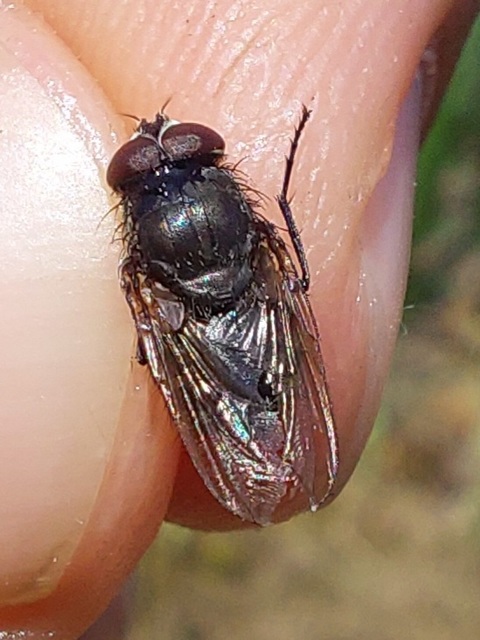 Phaonia valida